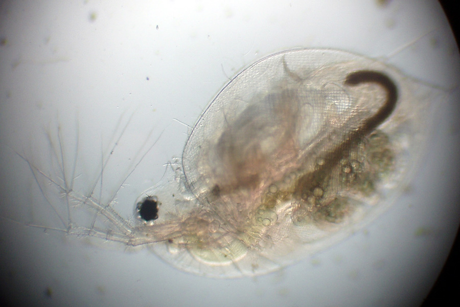 Daphnia (Daphnia) obtusa